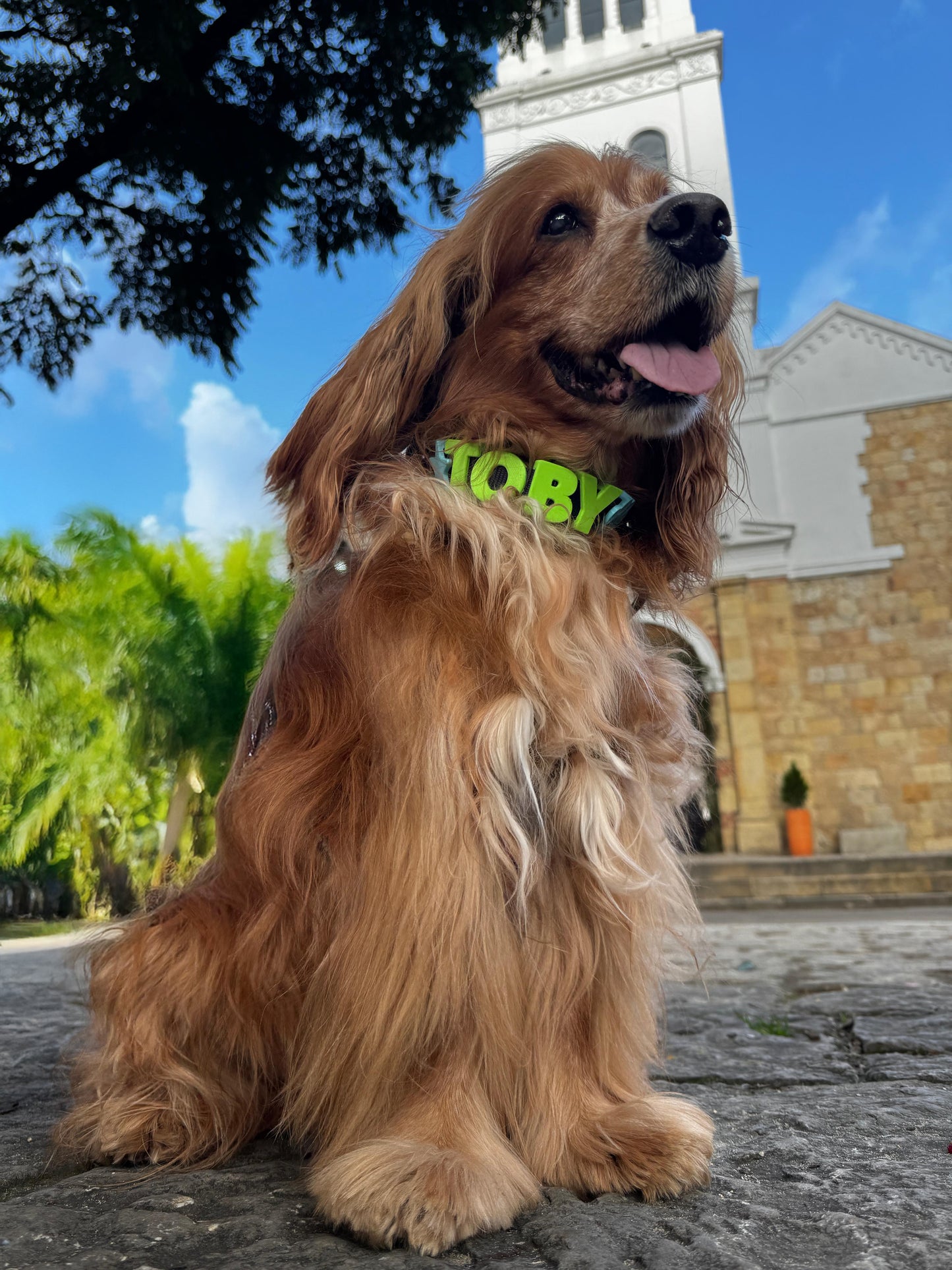 COLLAR PARA MASCOTA CON CHARMS