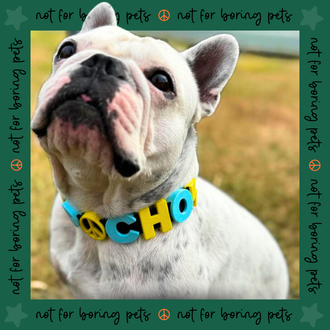 COLLAR PARA MASCOTA CON CHARMS